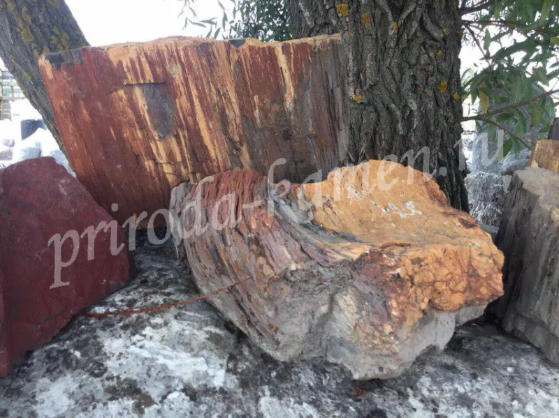 Валун дерево «окаменелое»